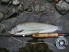 River Nith Grayling