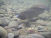 River Nith Grayling