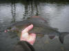 River Nith Grayling