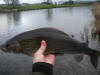 River Nith Grayling