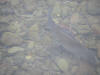 River Nith Grayling