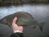 River Nith Grayling