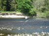 River Tummel 2012