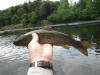 River Tay Brown Trout 2012