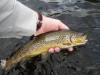 River Tay Brown Trout 2012