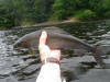 River Tay Grayling