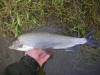 River Tweed Peebles