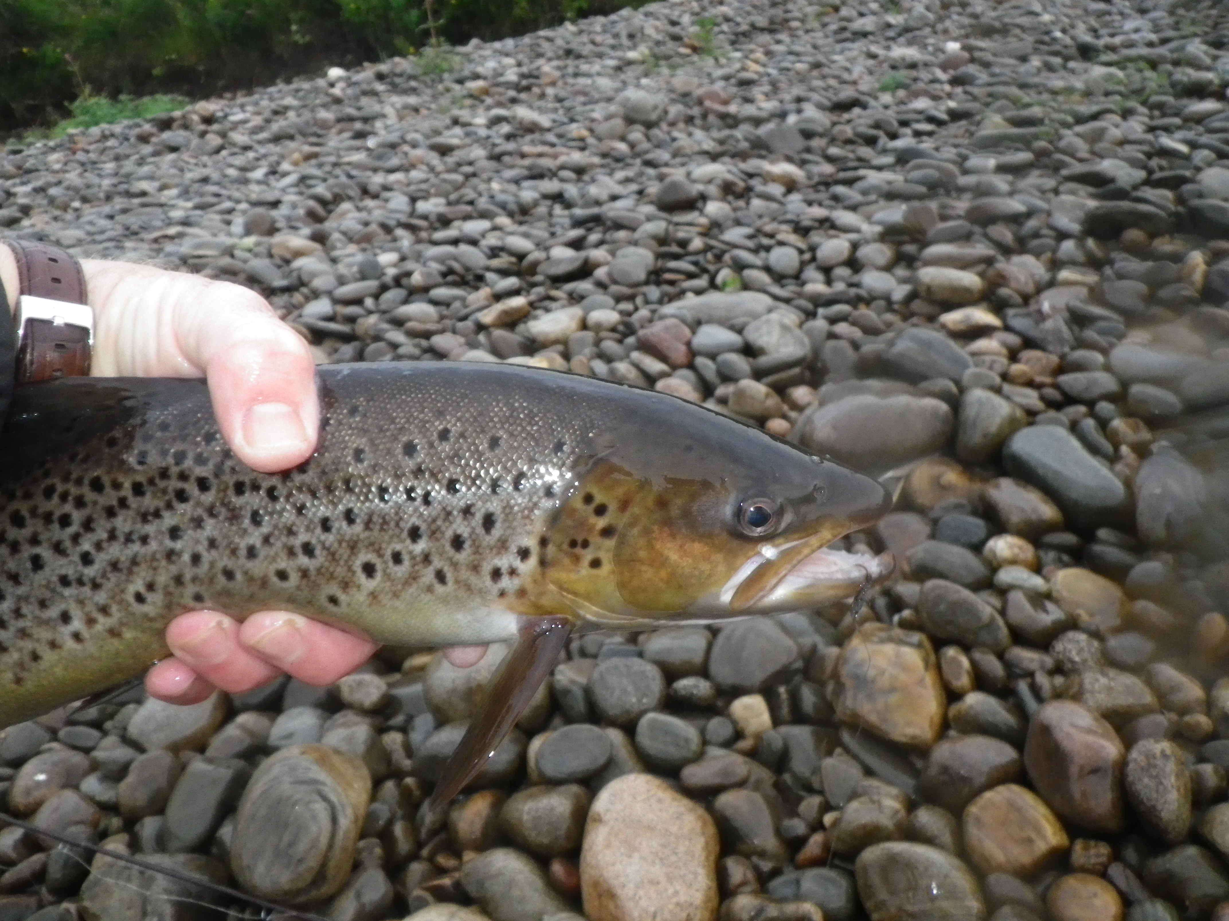 Dave Downie Fishing Experienced