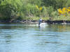 River Tummel Nationa Heat